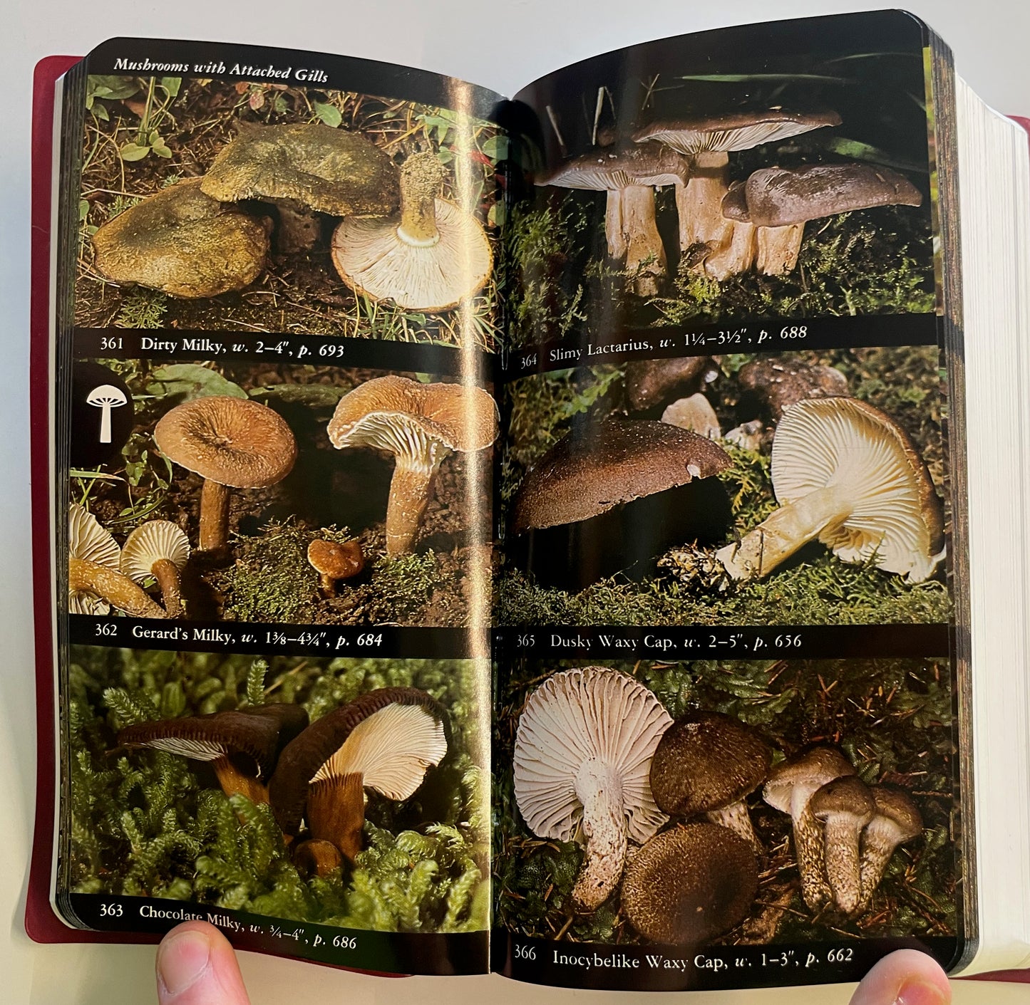 National Audubon Society Field Guide to North American Mushrooms